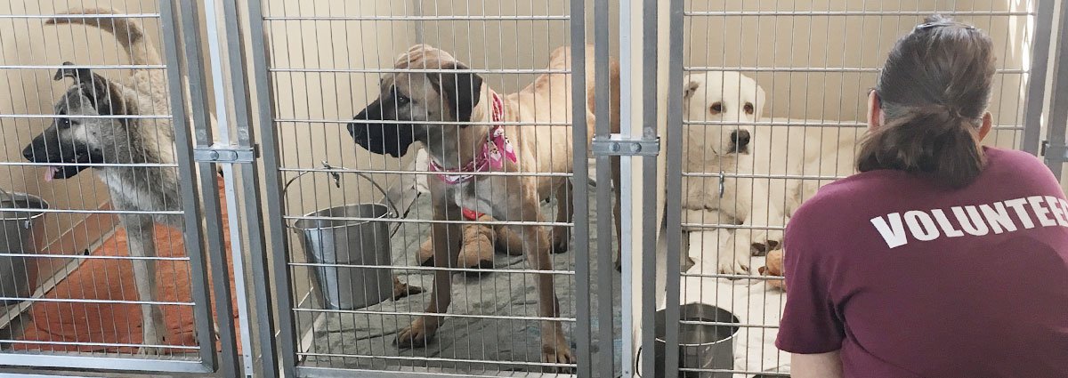 Evento de adoção com famílias e animais