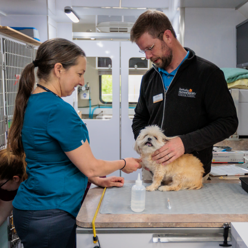 Equipe de veterinários e voluntários cuidando de cães